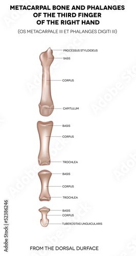 Finger. Bones of the third finger of the right hand