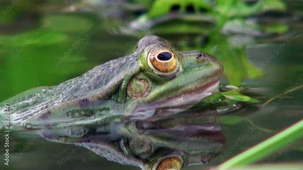 frog macro on the water frog macro on the water