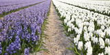 Field of beautiful purple and white Dutch hyacinths