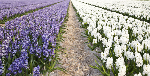 Field of beautiful purple and white Dutch hyacinths photo