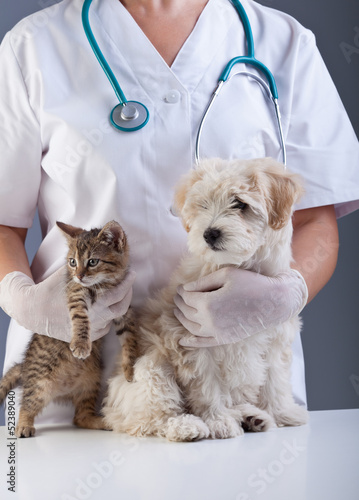Animal doctor closeup with pets