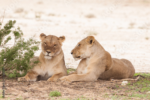 two female lions