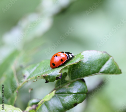 Ladybird in a grass on green leaves
