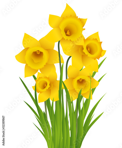 Fototapeta Naklejka Na Ścianę i Meble -  Daffodil