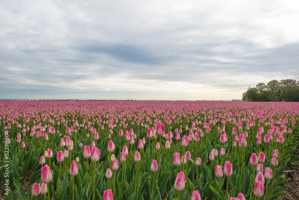 Field of tulips in spring