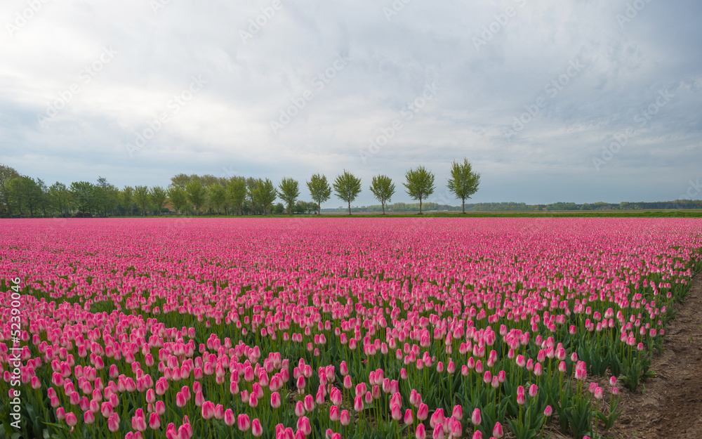 Field of tulips in spring