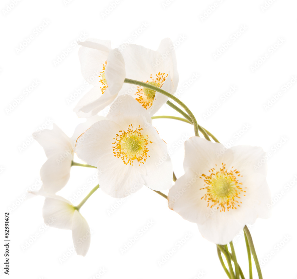 Obraz premium white flower anemone Dubravnaya