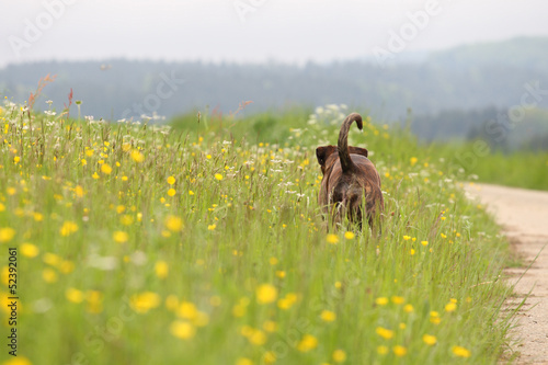 Vorausgehender Hund photo