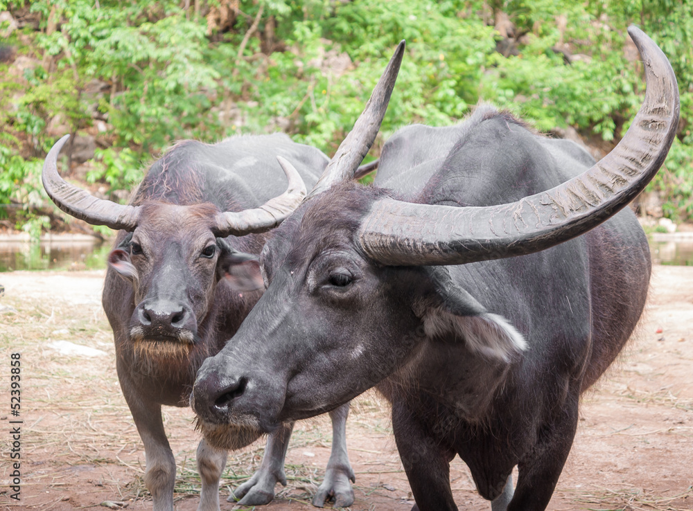 Fototapeta premium Buffalo couple