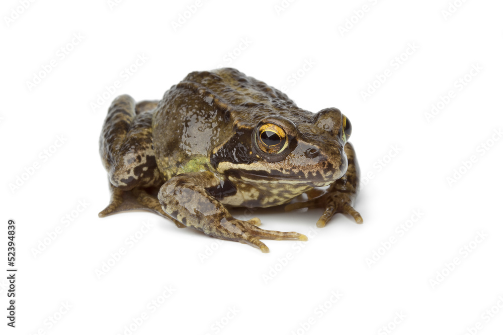 Common frog Common frog