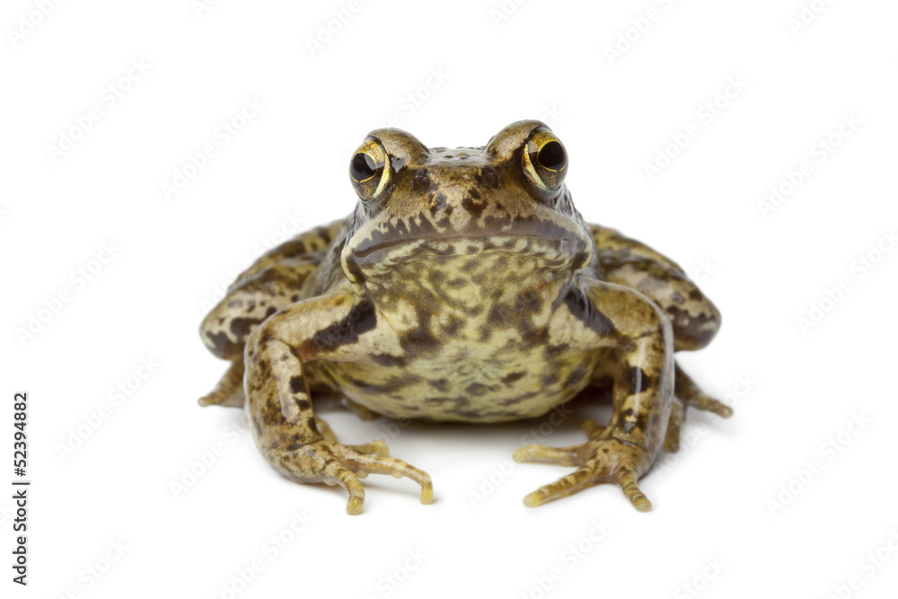 Fototapeta premium Common frog