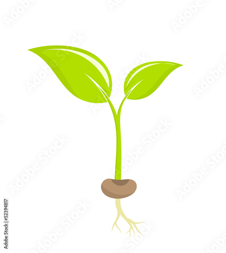 Plant seedling