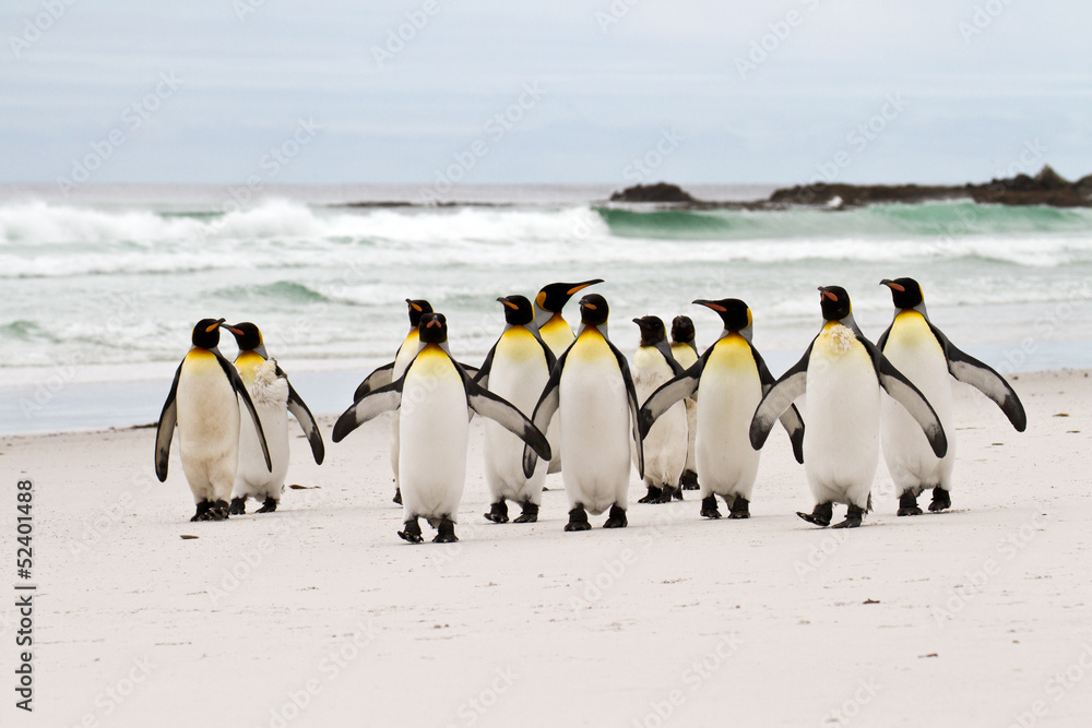 Fototapeta premium King penguins walking on the beach