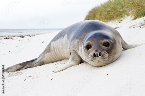Young Southern Elephant Seal photo