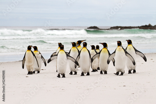King penguins walking on the beach