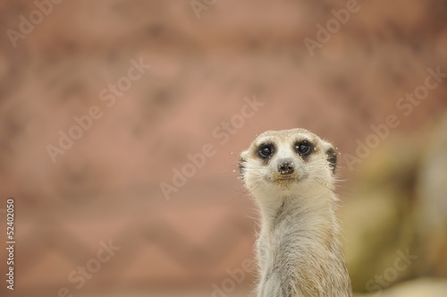 Canvas-taulu Suricate