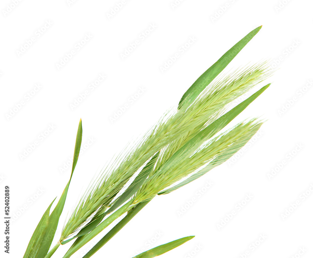 Obraz premium Green spikelets, isolated on white