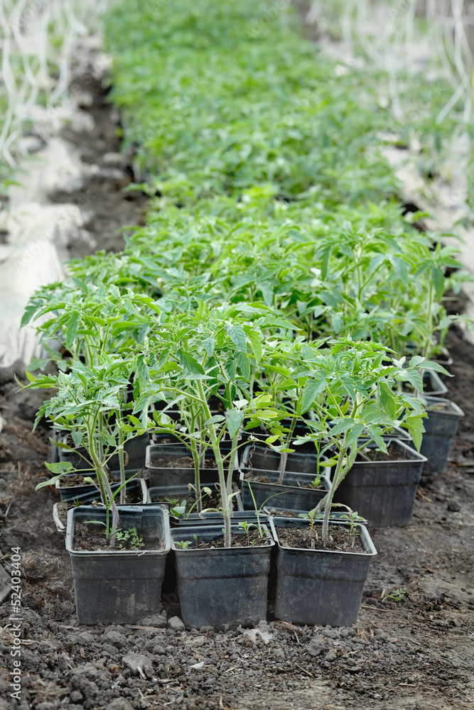 Growth of tomato plant seedlings in a greenhouse