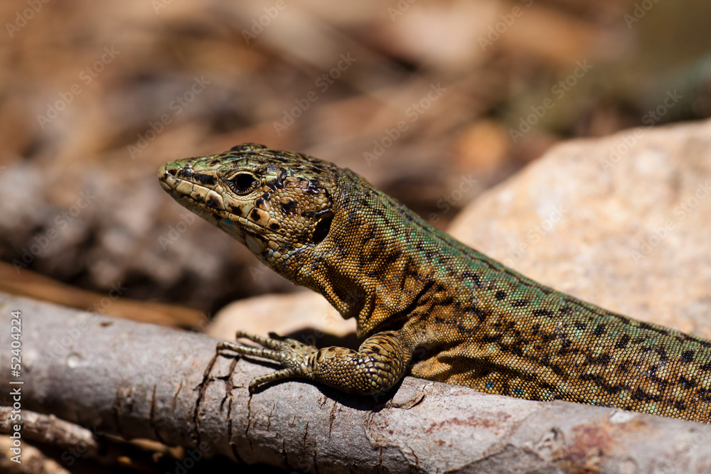 Fototapeta premium Dragonera-Eidechse