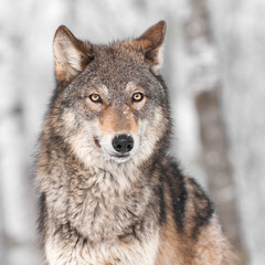 Wandcirkels Wolf Grijze wolf met oor naar achteren  © hkuchera