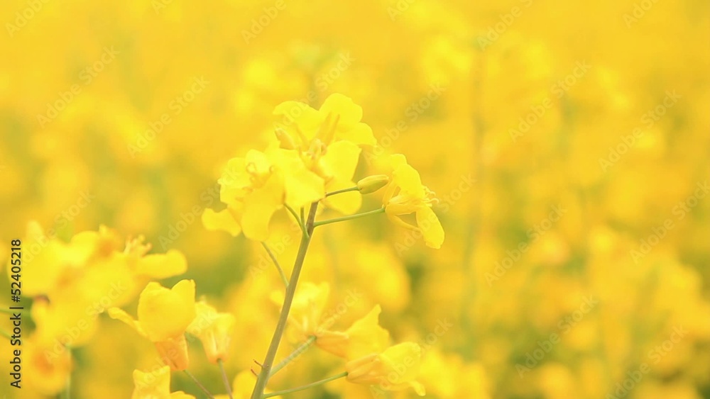 Raps Landwirtschaftliche Felder Raps Landwirtschaftliche Felder