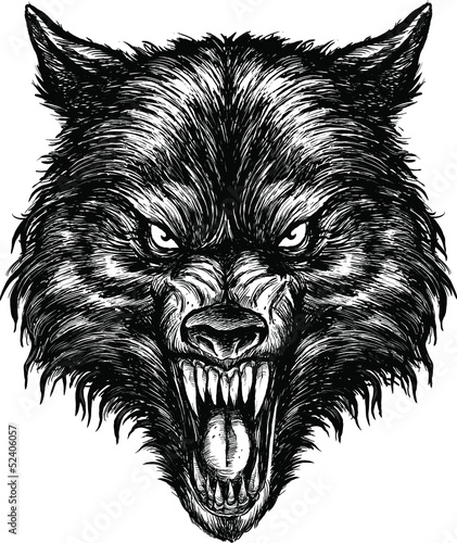 Hand Drawn Wolf Illustration Vector