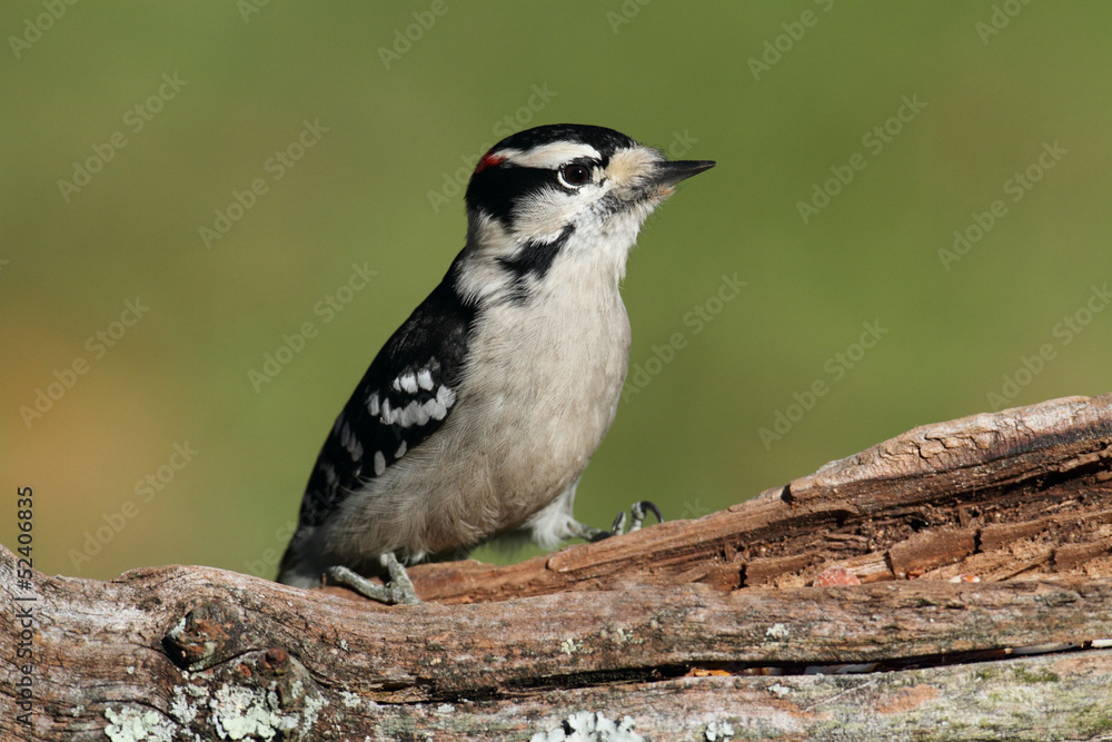 Naklejka premium Downy Woodpecker (Picoides pubescens)