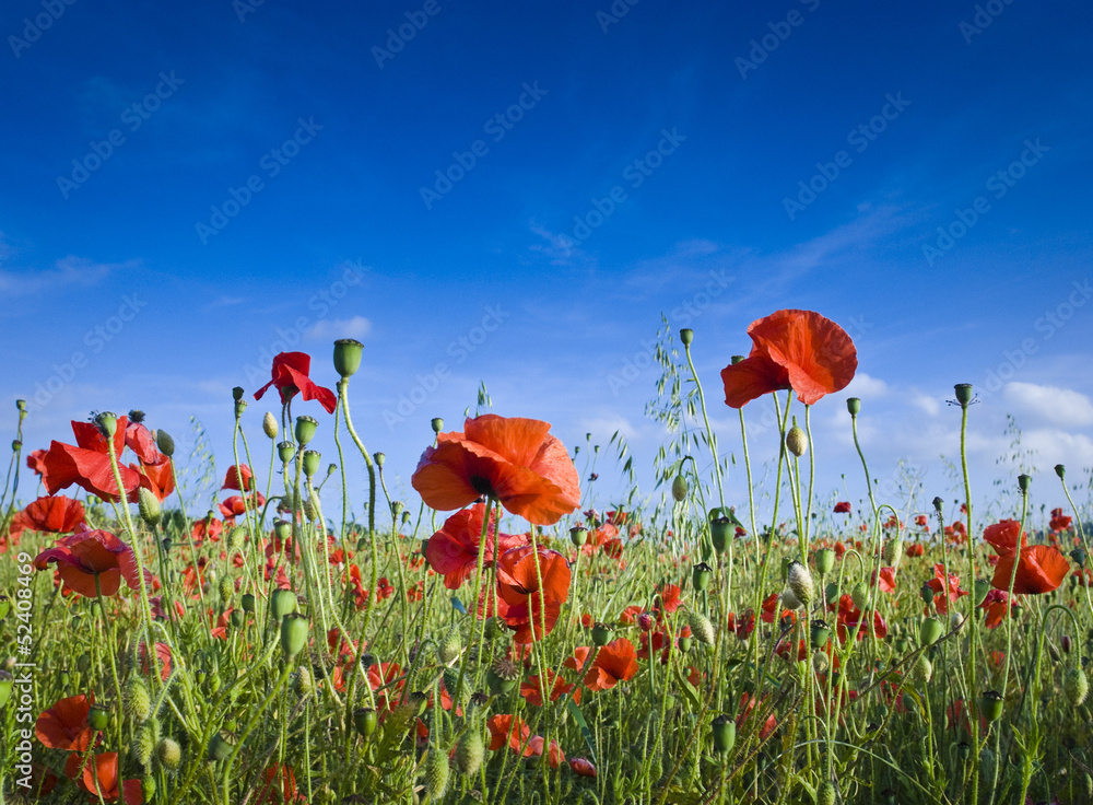 Obraz premium Wild poppies