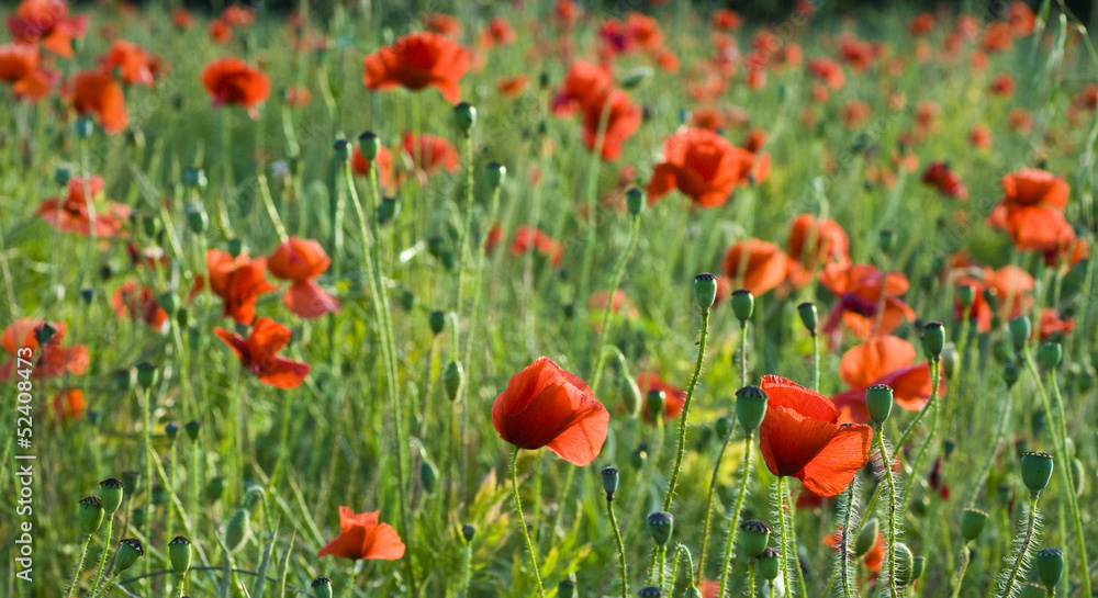 Obraz premium Wild poppies
