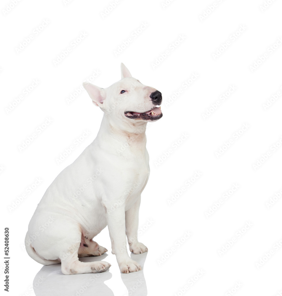 Beautiful bullterrier Beautiful bullterrier