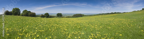 Buttercup field, rural landscape.