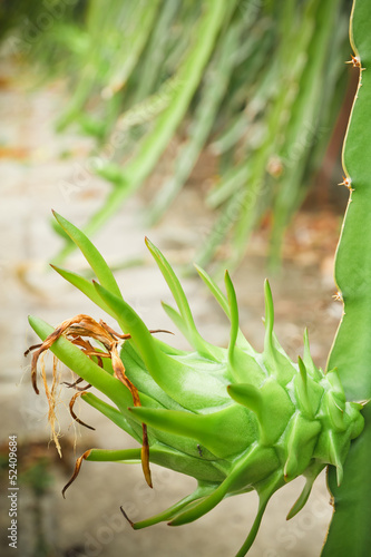 dragon fruit  ( Hylocercus undatus (Haw) Brit. & photo