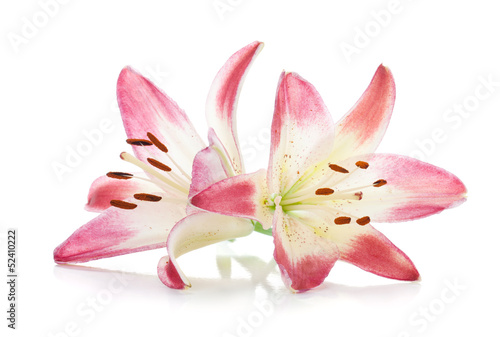 Fototapeta Naklejka Na Ścianę i Meble -  Two pink lily