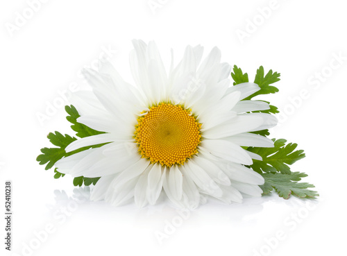 Chamomile flower with leaves
