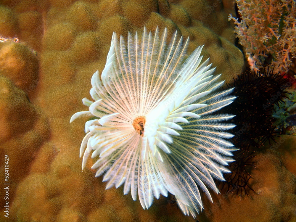 Gills of sea worm, Philippine sea Gills of sea worm, Philippine sea