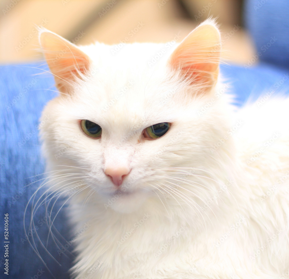 The white cat.