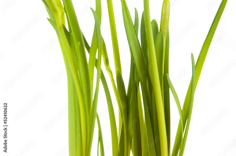 Fototapeta premium Yellow daffodil in pot