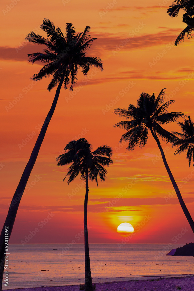 Silhouetted of coconut tree