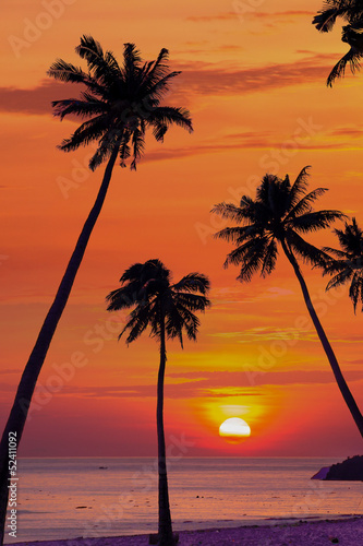 Silhouetted of coconut tree