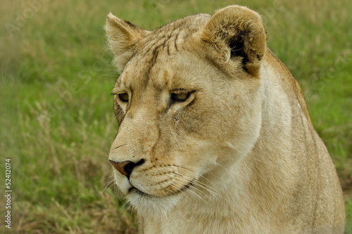 Lioness up close