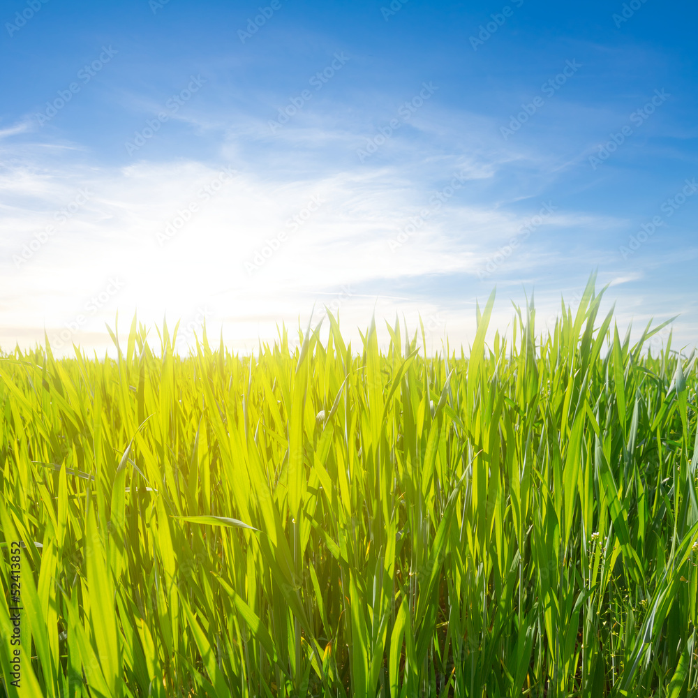 green field in a rays of sun