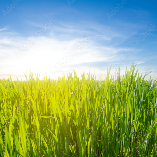 green field in a rays of sun