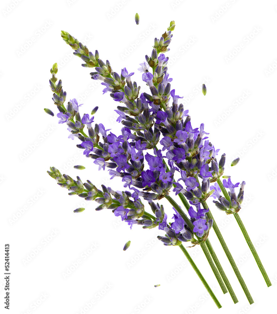 Naklejka premium fresh lavender flowers over white