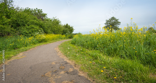 Narrow bike path between yellow flowering Field Mustard and othe