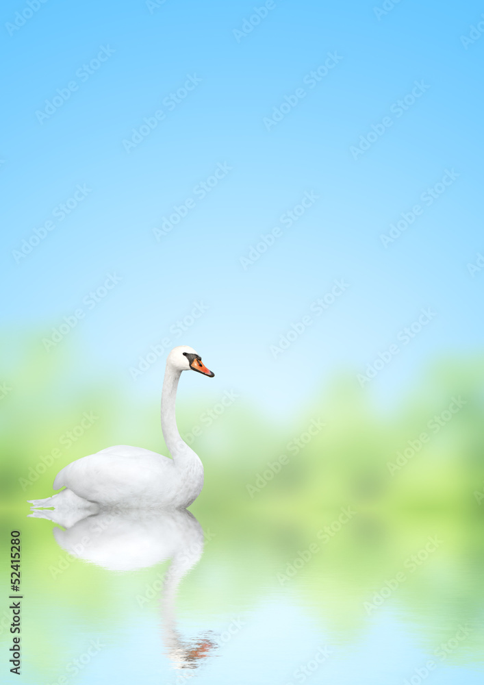 Obraz premium Mute swan