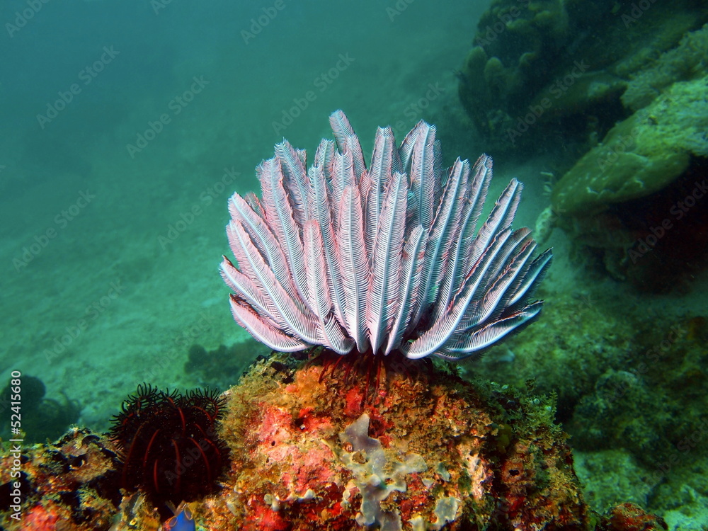 Obraz premium Sea lily of the Philippine sea