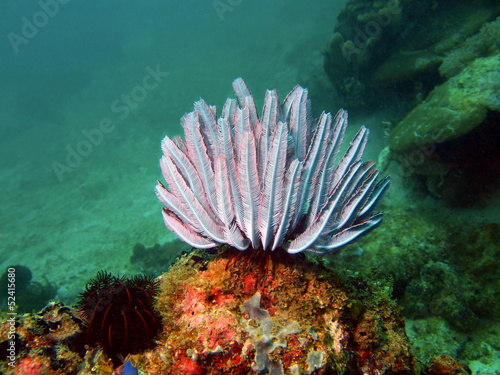Sea lily of the Philippine sea