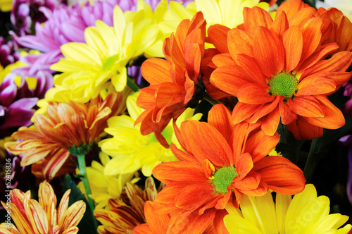 Multicolor gerber flowers