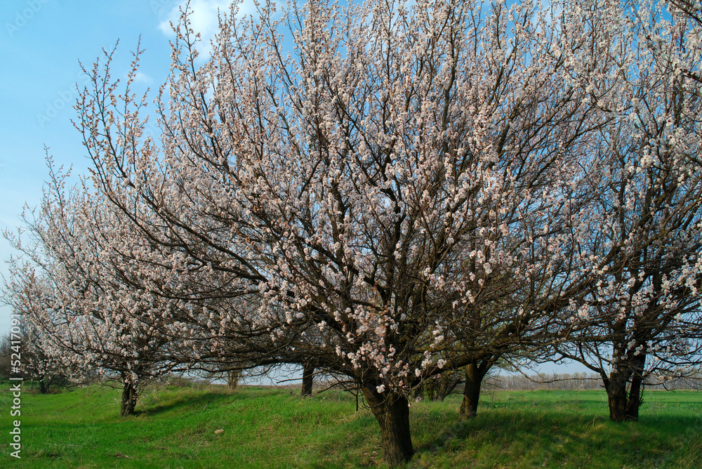 Beautiful nature scene with blooming tree in spring Beautiful nature scene with blooming tree in spring