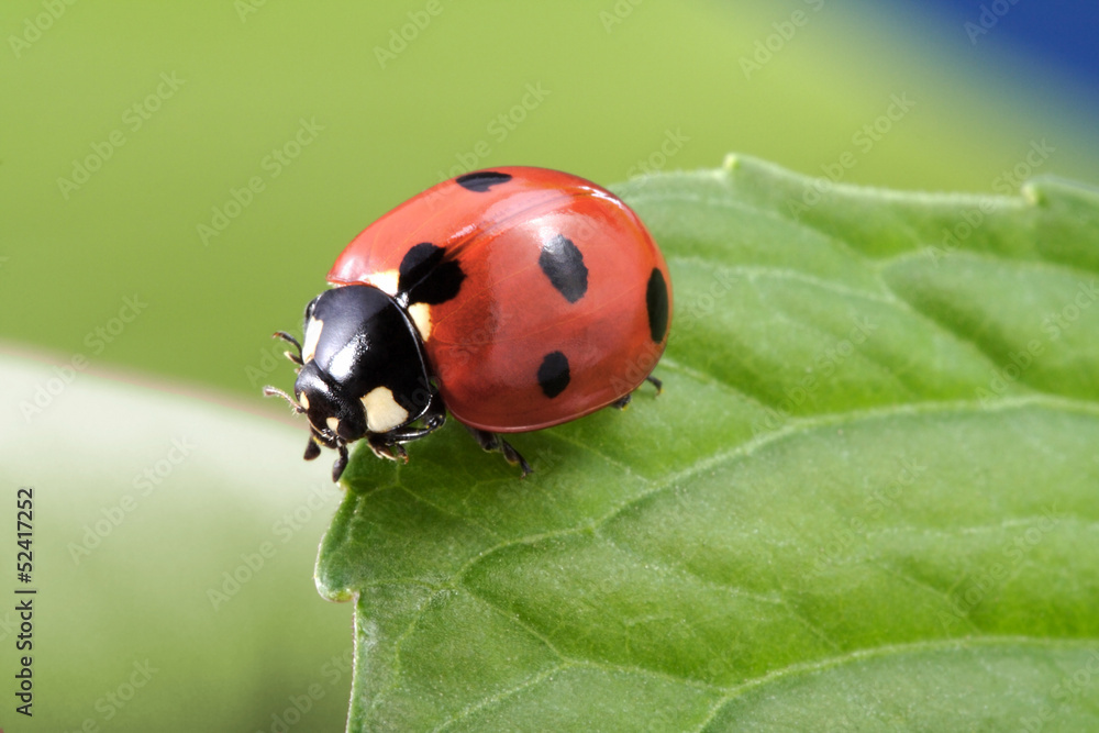 Fotografie, Obraz ladybug on leaf